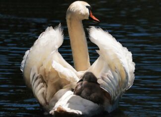 Kiedy wyciągnąć poduszki z fotelika?