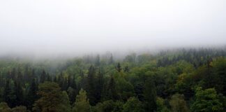 Jak zasłonić okna bez firanek?