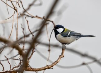Jak zmierzyć sutki do nakładek?