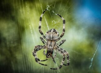 Jak zrobić model kuli? Jak zrobić model kuli?