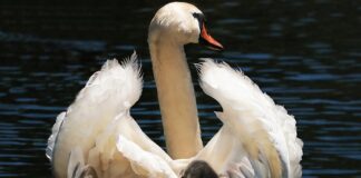 Jaki pierwszy fotelik?