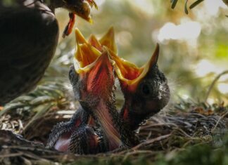 Czy można karmić tylko laktatorem?