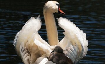 Czy foteliki Cybex są dobre?