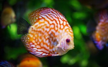 Jak długo świecić na start akwarium?