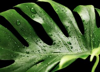 Co jest mocniejsze Monster czy Red Bull?