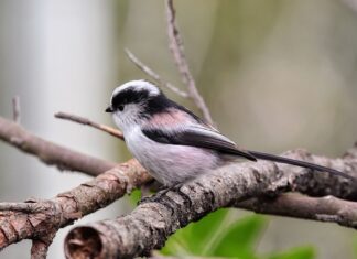 Czy energetyki będą od 18 lat?