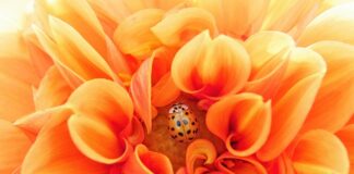 Jak wychodzą pasożyty z organizmu?