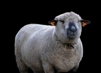 Czy można hodować CBD w domu? Czy można hodować CBD w domu?