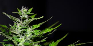 Ile można mieć marihuany na własny użytek?