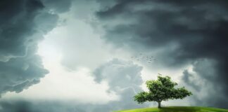 Czy zielony Lipton jest zdrowy?