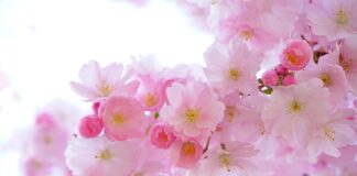 Czy rośliny dają tlen w akwarium?