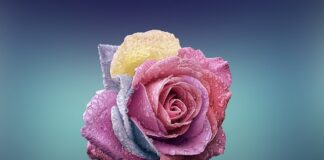 Czym się różni teina od kofeiny?