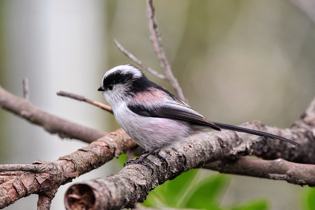 Co pobudza w Energetyku? Co pobudza w Energetyku?