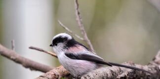 Kto nie może pić energetyka?