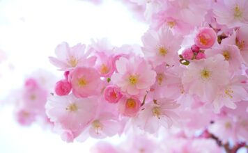 Jak wybarwić rośliny w akwarium?